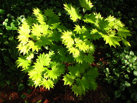 acer  'aureum'  golden full moon