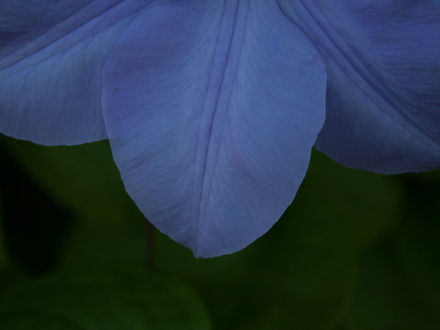 May08_CLEMATIS -- VIOLET CHARM