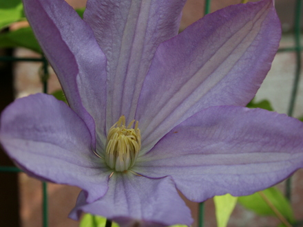 May08_CLEMATIS PROTEUS