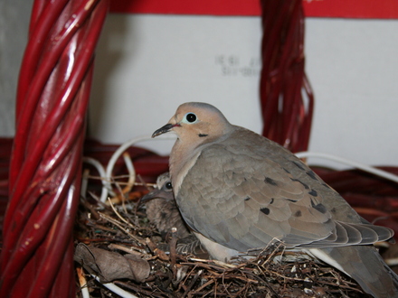 May08_MOURNING DOVES