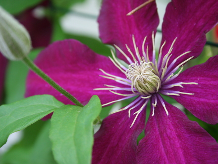 May08_CLEMATIS NIOBE 