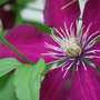 May08_CLEMATIS NIOBE 