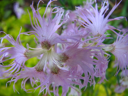 dianthus  'rainbow loveliness'