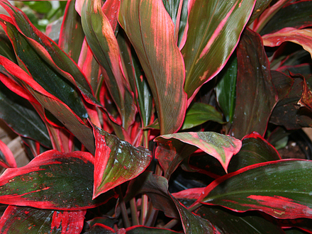 May08_CORDYLINE TI'S