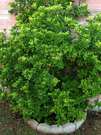 May08_GARDENIA
