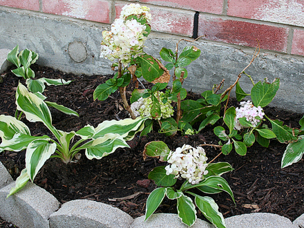 May08 HYDRANGEA---BLUSHING BRIDE