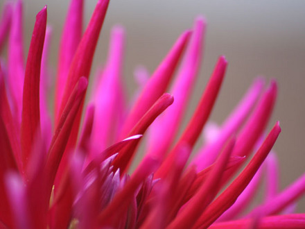 A garden flower photo (dahlia pinnata)