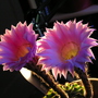 Peruvian_lily_034