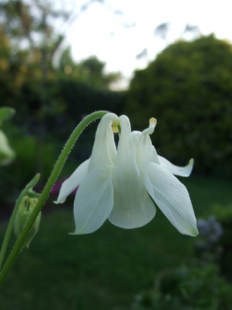 White Aquilegia (Aquilegia)