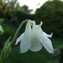 White_columbine_2