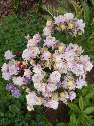 Aquilegia