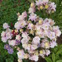 Aquilegia