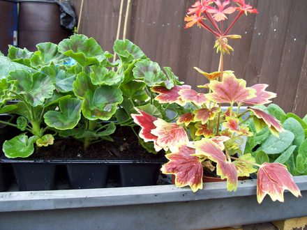 More Plants!.....
