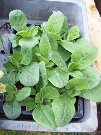 Tobaco Plants also £1.50 for 9 plants