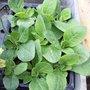 Tobaco Plants also £1.50 for 9 plants