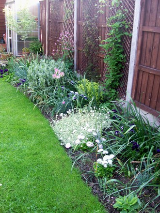 A garden flower photo