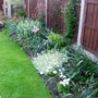 A garden flower photo