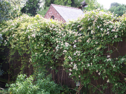 Clematis1.jpg