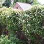 Clematis1