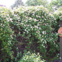 Clematis2