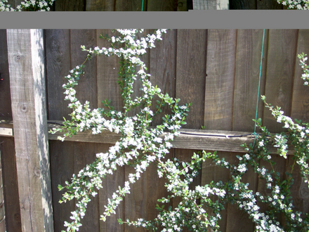 Cotoneaster.jpg