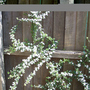 Cotoneaster