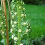 A garden flower photo