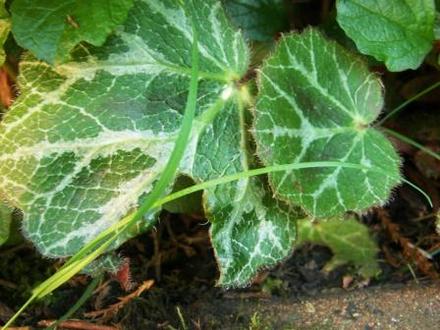 mother of thousands (Saxifraga stolonifera.)