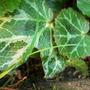 mother of thousands (Saxifraga stolonifera.)