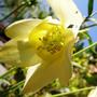 aquilegia (aquilegia)