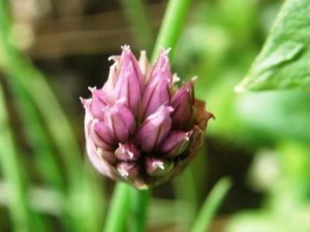 chives (Allium schoenoprasum.)