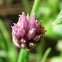 Copy_of_garden_041