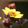 Yellow_dahlia_r