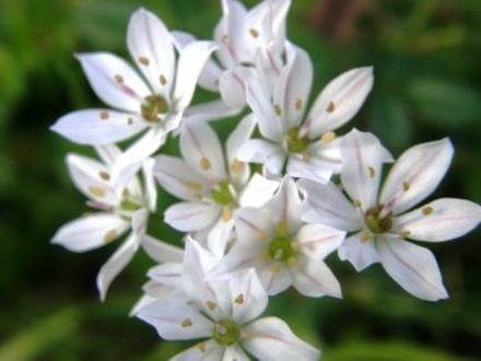 A garden flower photo
