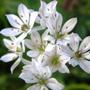 A garden flower photo