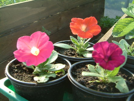 pretty little flowers bursting into life!!