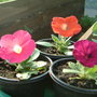 pretty little flowers bursting into life!!