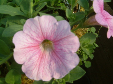 petunia surfina