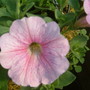 petunia surfina