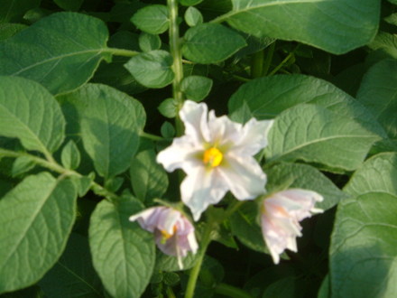 flowers on my potatoes!!!!