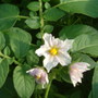 flowers on my potatoes!!!!