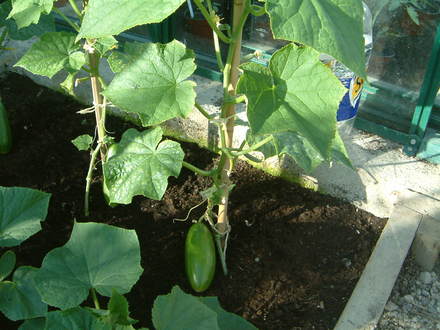 cucmbers