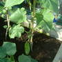 cucmbers