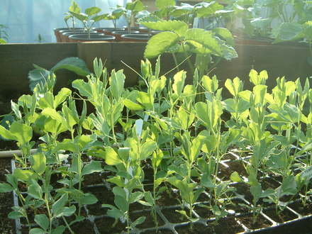 sweet peas
