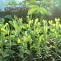 sweet peas
