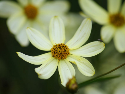 A garden flower photo