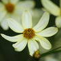 Yellow_flower_r