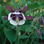 Aquilegia_vulgaris__william_guiness_