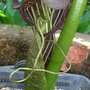 Arisaema_griffithii