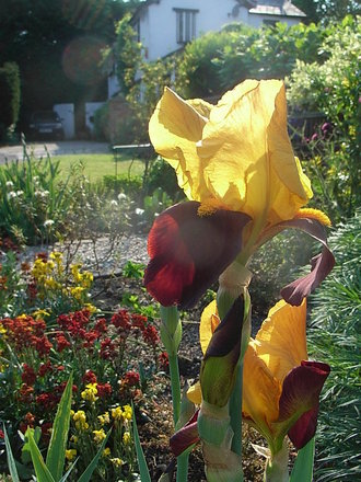 Bearded_iris_-_3.jpg (Bearded iris)